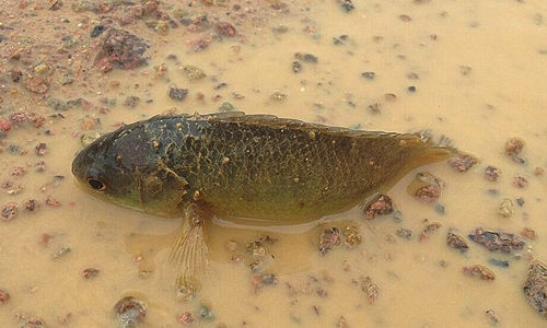 新几内亚生活着一种非常奇特的"爬树鲈鱼"——攀鲈(climbing perch)