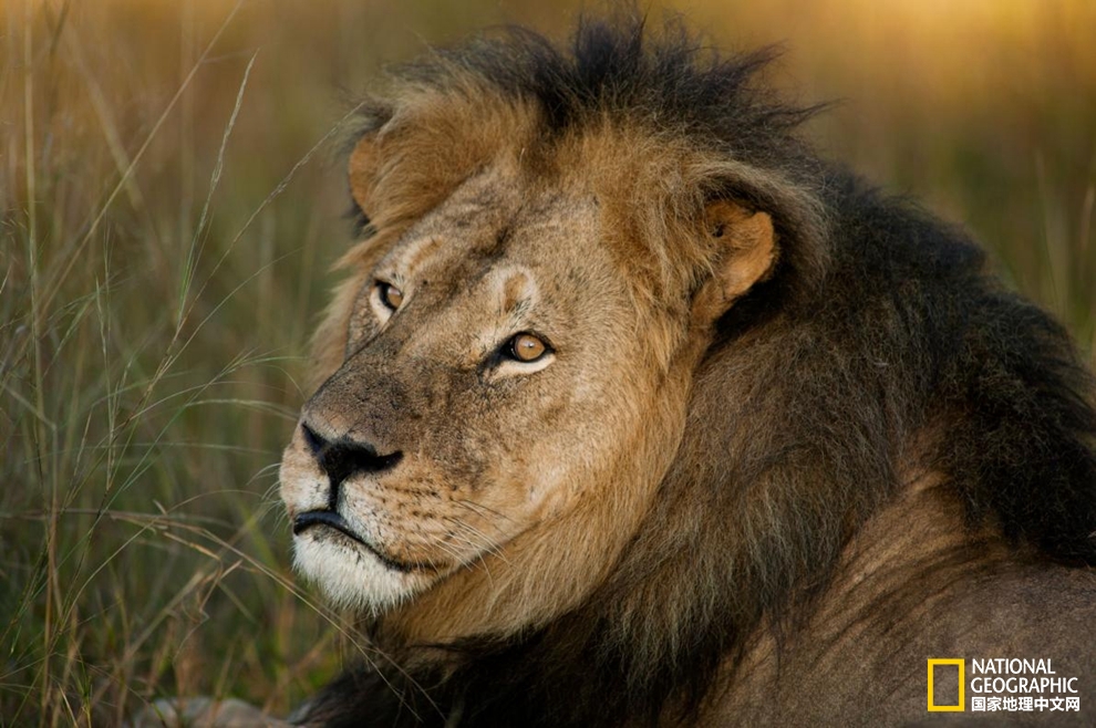塞内加尔狮图片