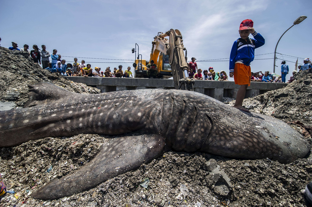 渔民掩埋一具7米长2吨重的鲸鲨