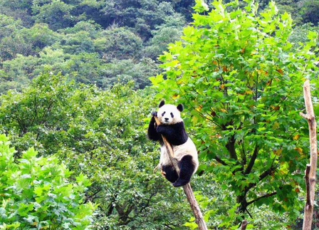 图片源于网络 原标题:大熊猫栖息地天然林违法皆伐后续:采伐区域不