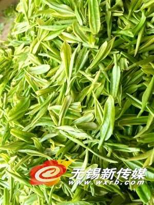 宜兴太 华山 下 碧水青山出好茶