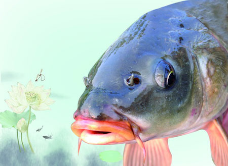 世所罕见的名鱼 微山湖四鼻鲤鱼