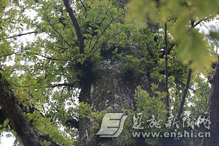 湖北利川600岁水杉王树结了76位博士