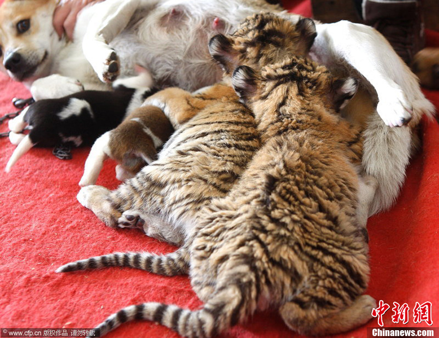 杭州新生小老虎没奶喝母狗当奶妈