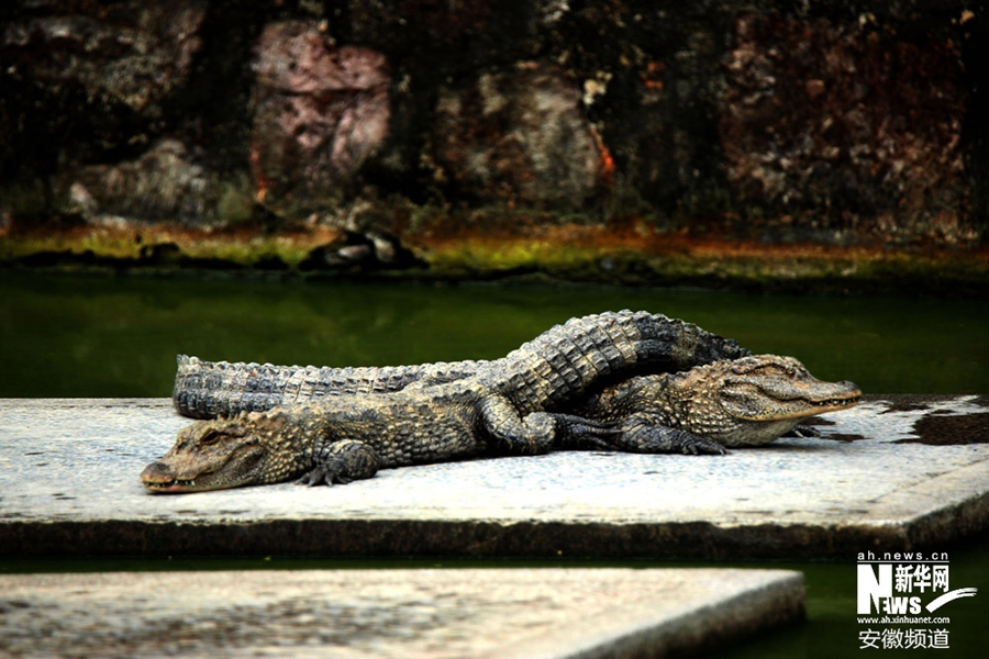宣城:探访中国最大的鳄鱼湖