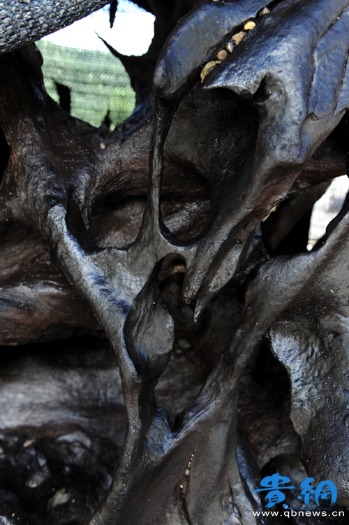 贵州铜仁一河沟里挖出6米长"龙根"(图)
