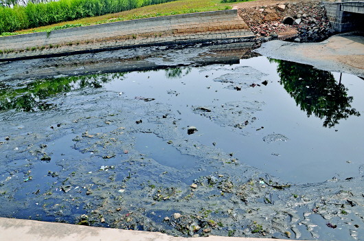 養殖場糞水直排河道青島靈山衛護城河成黑水河