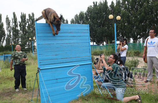 烟台警犬基地开放日实拍 萌犬大秀身手(组图)