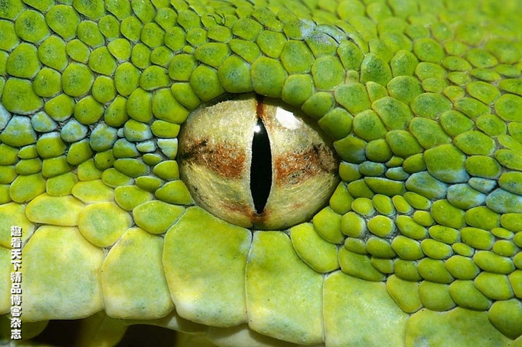 the beauty of snake——最致命的美丽"杀手"毒蛇家族