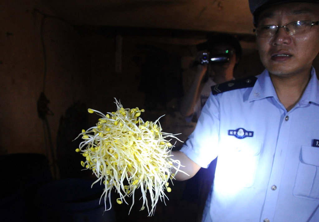 上海查获千余斤毒豆芽 商贩用兽药漂白粉加工