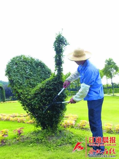 合肥五旬园艺师耗时五年打造一只"绿孔雀"