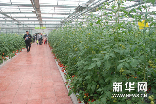 走进山东兰陵,感受不一样的"菜博会|大蒜|蔬菜_凤凰旅游