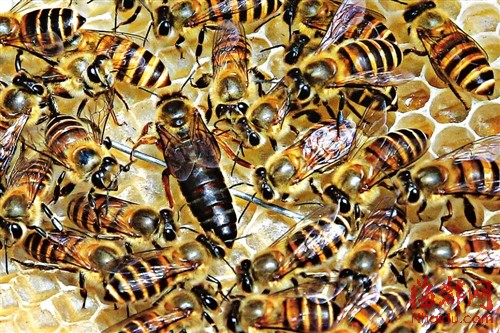 边走动边产卵的蜂王,几秒钟要进食一次,这些都由围着它的工蜂为它服务