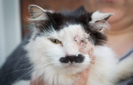 英国小猫因长得像希特勒遭袭致左眼失明图