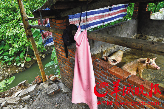 园洲镇李屋村北村口的排渠附近有多家养猪场排污