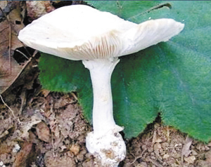 云南省卫生厅发布防范野生菌中毒预警通告|医生|病人_凤凰资讯