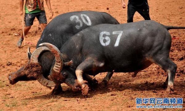 云南石林彝族火把节上的中国式斗牛