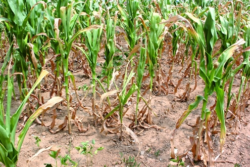 玉米受旱灾图片图片