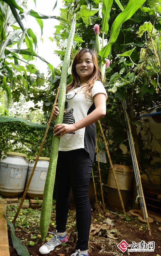 昆明有根丝瓜王20天狂长至185米