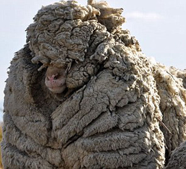澳绵羊流浪多年未剪毛 全身羊毛重达20公斤(组图)