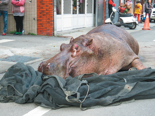 台湾摔倒受伤流泪河马今晨死亡组图