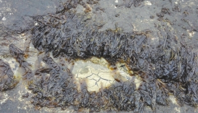 岩礁上茂密生长的坛紫菜经过艰苦的修复重建,新海藻场破茧重生