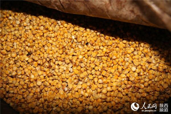 正在发酵的玉米