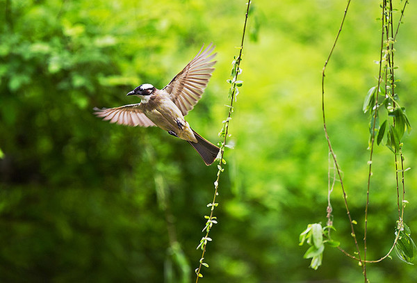 跟着小鸟找春天