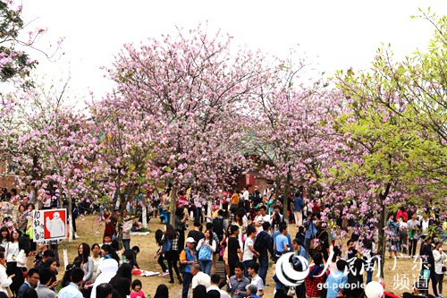 陈泽冰 摄人民网广州3月30日电 "北有武大樱花,南有华农紫荆.