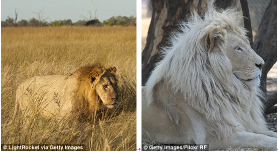 突變動物:你要花費20,000英鎊去射殺一頭白獅子(右圖),這筆花費要高於