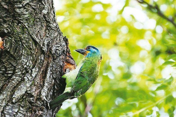 臺北大安森林公園設咕咕鐘 打造五色鳥的家(圖)