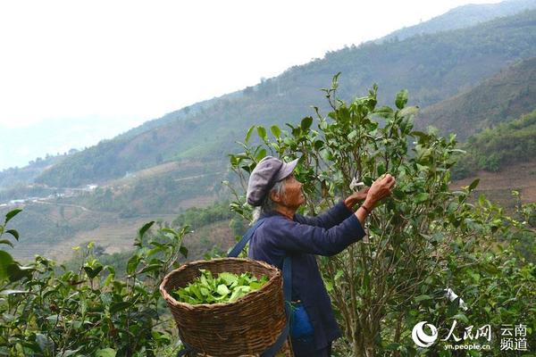 84岁的林凤秀老人在山上采茶 摄影:李建军