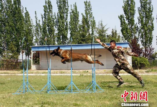 图为武警烟台支队福山中队训导员刘廷帅在训练军犬. 张玉雷 摄