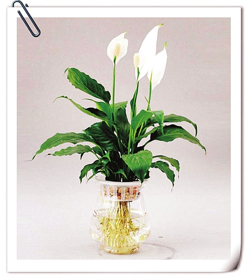 白掌:四季花卡中唯一的水培植物,经过园林专家的适应性培养,存活率