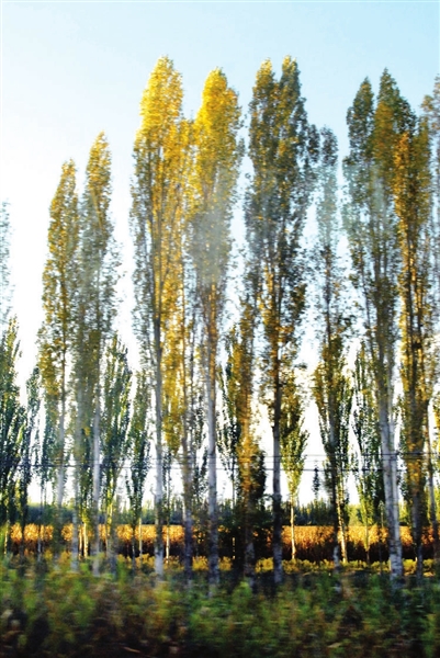 新疆的杨树枝叶层层叠叠,有点像"羊肉串"(网络图)