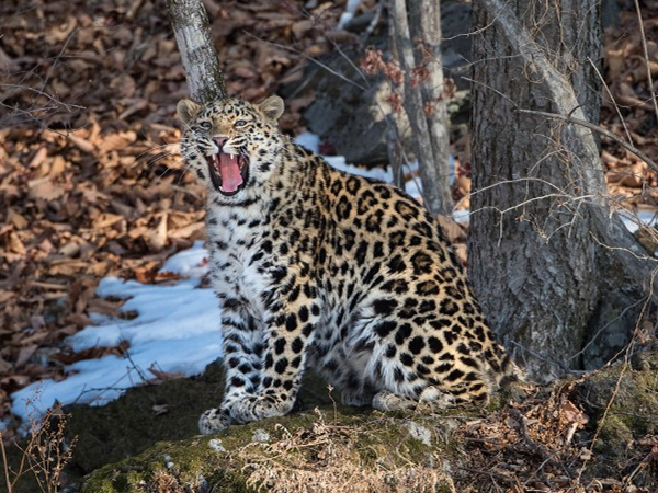 最近,俄罗斯远东滨海边疆区就有一只名叫"贝里"的野生母豹,因为特别