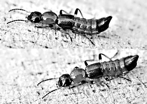 沾了怪虫毒液男孩脖子起脓包