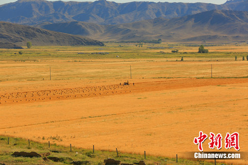 中蒙边境新疆兵团团场小麦进入收获期 美景如画
