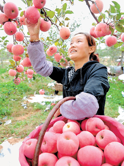 图为农民采摘丰收苹果.秋天的洛川塬,是一年中最迷人的季节.