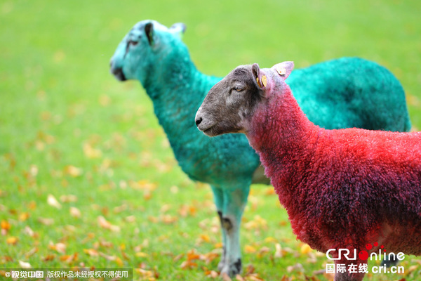 爱尔兰都柏林,网络峰会进入第二天,羊身体被涂上象征网络峰会的颜色