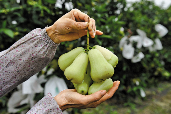 涛和一家台湾企业合作,在岛上尝试引进种植一种全新品种"翡翠莲雾"