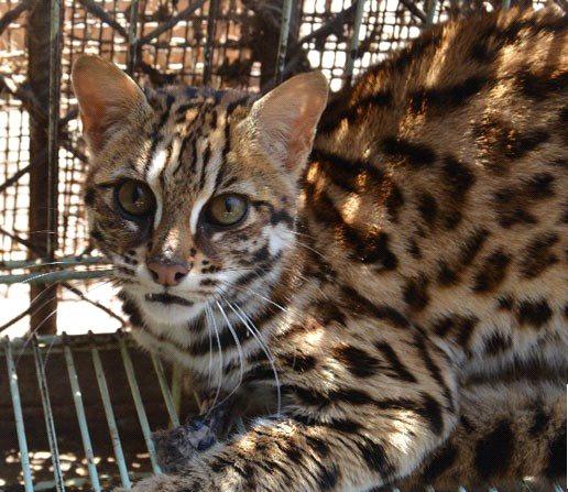 一週前,官渡森林公安向雲南野生動物園收容中心移交了一隻豹貓,這隻