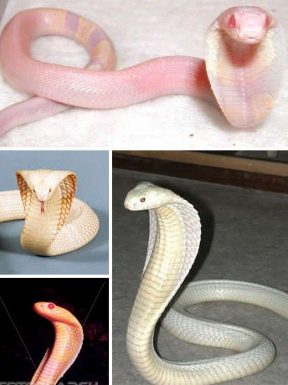 白化病蛇图片