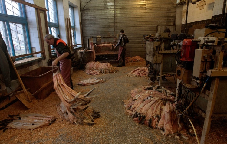 可爱水貂剥皮全程(组图)