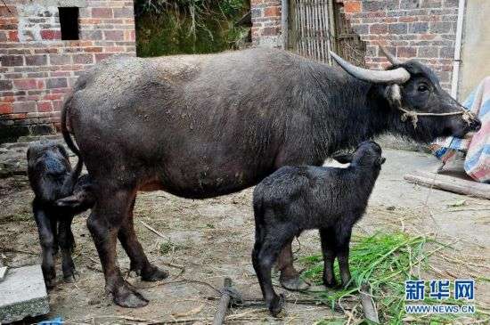 当日,蓝华益家中的一头母水牛一胎生下两头小牛犊,成为村里的一大