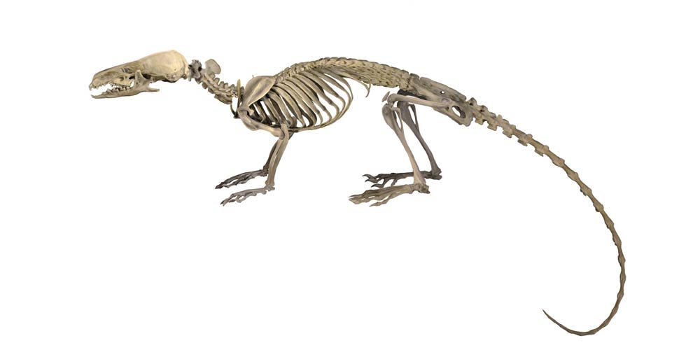 鬣狗骨架图片