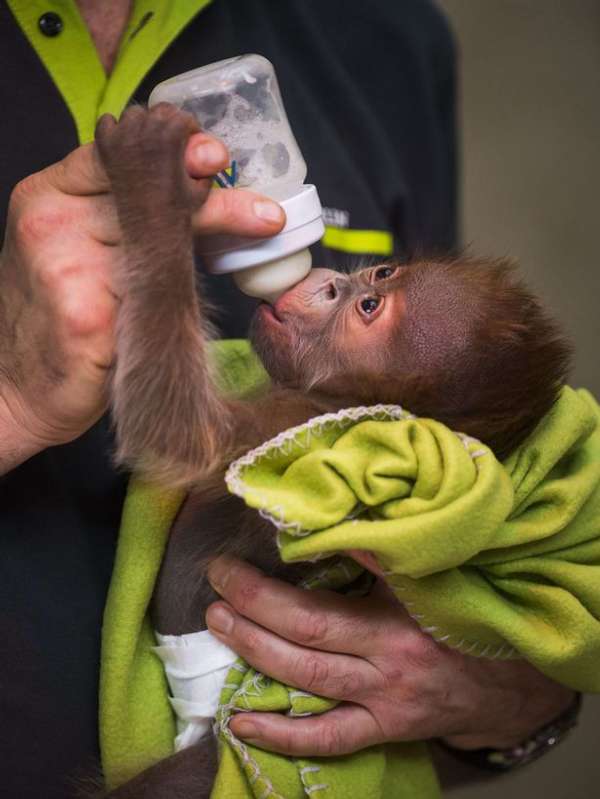 德国早产猩猩幼崽呆萌惹人爱走红网络(组图)