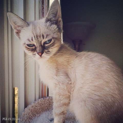 暴躁猫遇劲敌不耐烦猫走红网络图