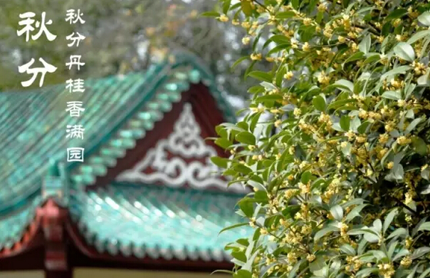 十一前后是桂花的盛花期,扩建后的友谊桂花园现有100余亩,漫步桂花