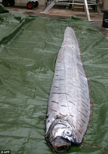 揭秘极其罕见的神秘水下"怪兽"皇带鱼